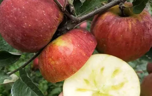 野生丑苹果是脆的还是面