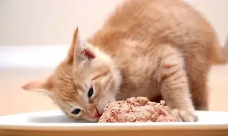 猫咪吃鸡胸肉多久一次