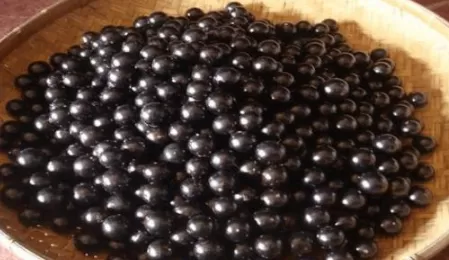 嘉宝果的功效与作用有哪些