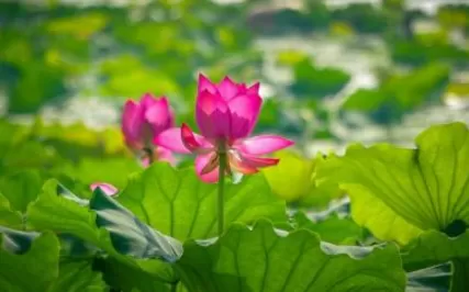 立夏来临之际补什么最好