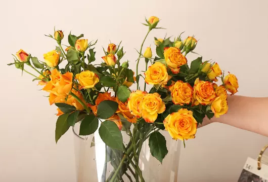 醒花不能超过几个小时