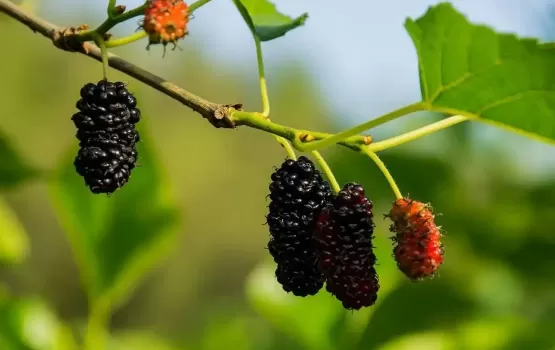 桑葚一次可以吃一斤吗