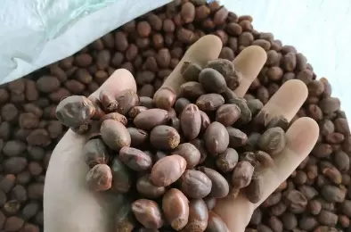 荔枝核怎么服用