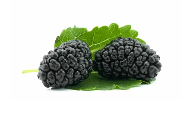 桑葚一次可以吃一斤吗