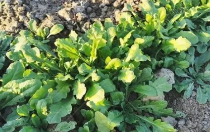 荠菜种子要用水泡吗
