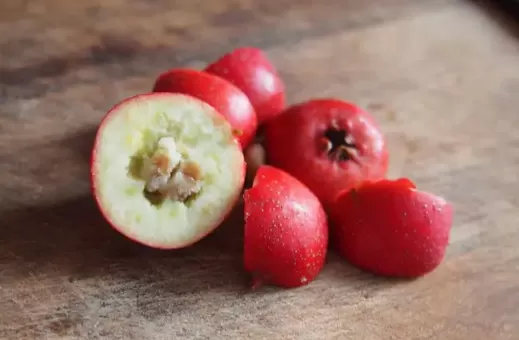 山楂和西瓜哪个含糖量更高