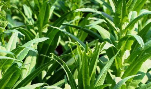 新鲜贡菜是什么菜长什么样子图片