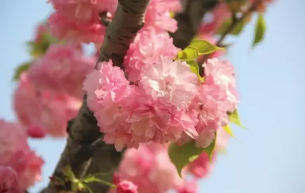 2022年清明节武汉还有樱花吗2
