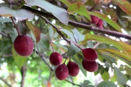 紫叶李的果子能吃吗