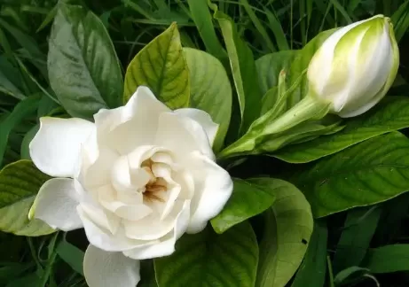 栀子花半个月没浇水蔫了怎么补救
