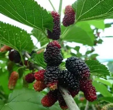 桑葚用盐水泡一个晚上还可以吃吗