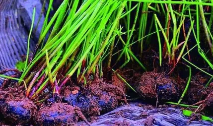 荸荠可以生吃吗