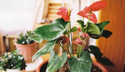 怎样用磷酸二氢钾给花施肥