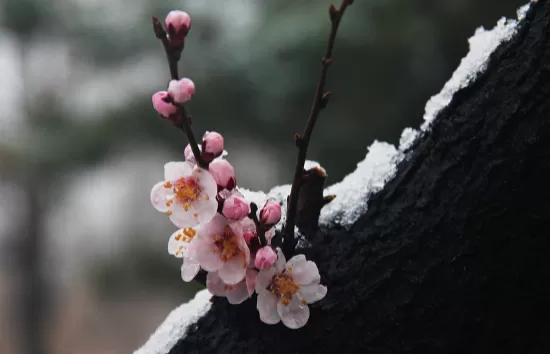 倒春寒会影响一整年的天气吗2