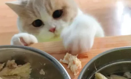 猫咪啥都不爱吃怎么办      怎么让猫咪爱吃猫粮