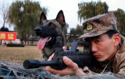 中国的军犬有哪种