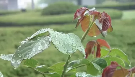 立夏具体时间是几月几号几点几分