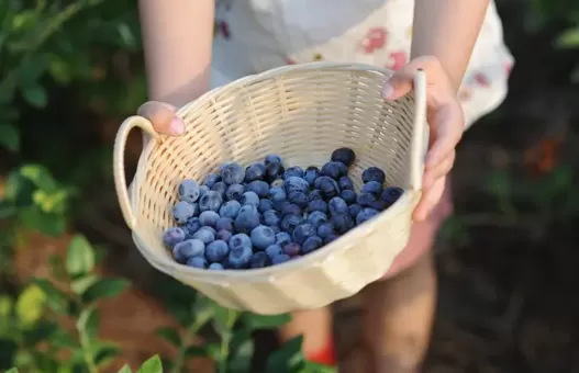 一天吃125克蓝莓可以吗