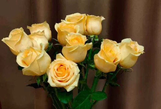 醒花的时候要不要放保鲜剂