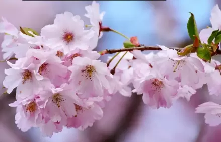 2022年武汉4月有樱花吗1
