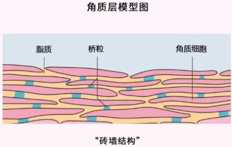 角质层薄怎么修复增厚