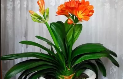 君子兰怎么养才能开花