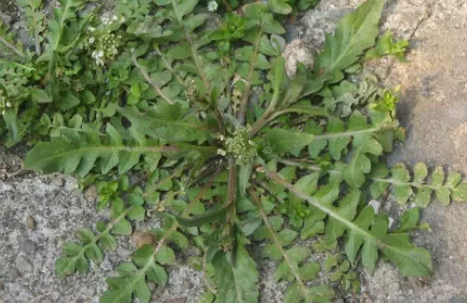 荠菜种子要用水泡吗