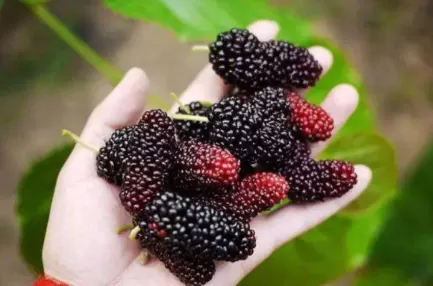 新鲜桑葚多少钱一斤