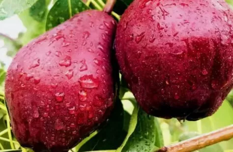 红啤梨是什么季节的水果