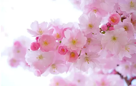 出花园在几月几日