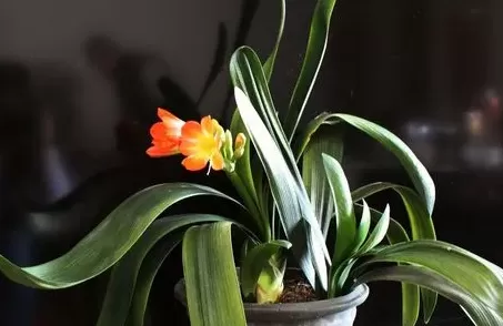 君子兰怎么养才能开花