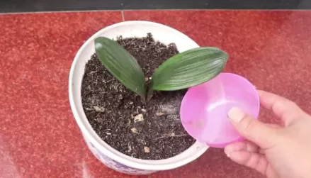 蚊香灰养花有什么好处