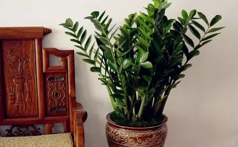 摇钱树一直掉叶子是什么原因1