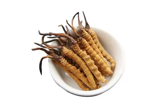 冬虫夏草不适合哪些人吃1