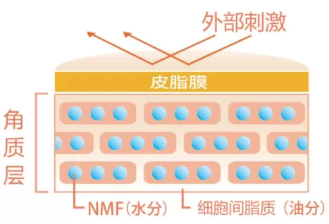 角质层薄怎么修复增厚