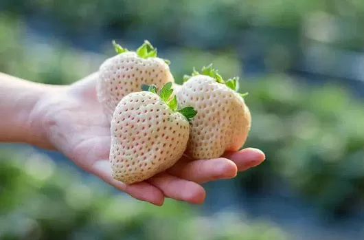 白色草莓和红色草莓哪个营养好