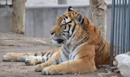 夏天动物园的老虎不热吗
