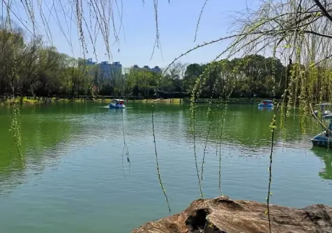 清明插柳枝是避免什么