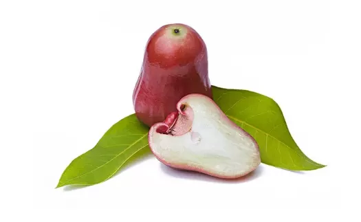 莲雾为什么会开裂