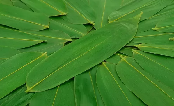 宽粽叶和窄粽叶哪个好