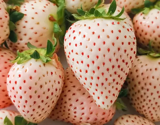 白色的草莓叫什么名字