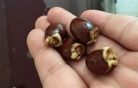 荔枝核怎么服用