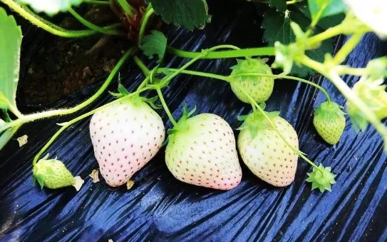 白色草莓好吃还是红色草莓好吃