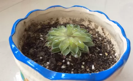 植物烂根后的土壤还能用吗2