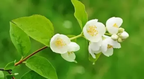 春分时节的气温能达多少度