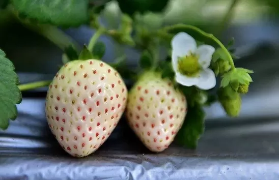白色草莓和红色草莓哪个营养好