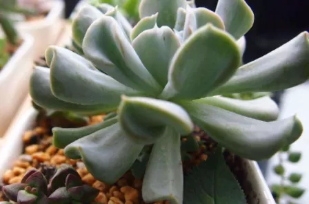 啤酒浇花是酸性还是碱性3
