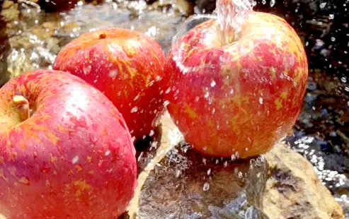 野生丑苹果是脆的还是面