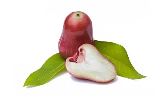 莲雾里面有虫子能吃吗