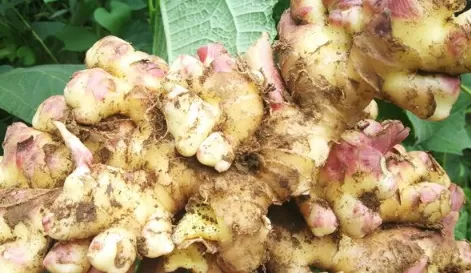 姜软了出水了还能吃吗